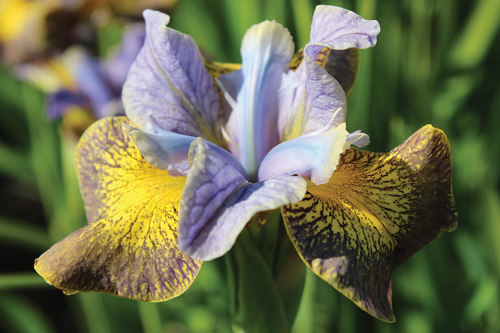 Iris_Uncorked_JungSeedCo.jpg